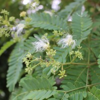 <i>Albizia odoratissima</i>  (L.f.) Benth.